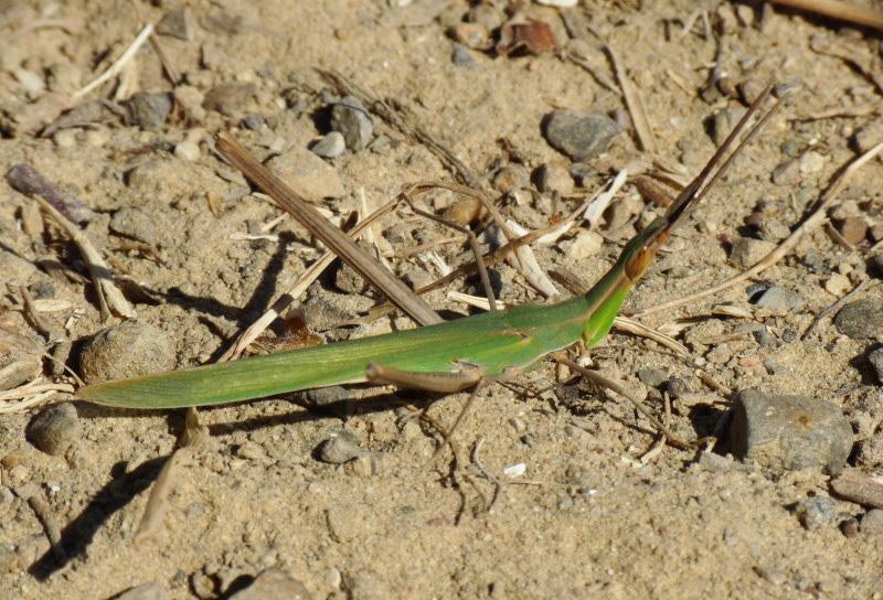 Acrida ungarica mediterranea